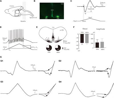 Serotonergic Modulation of Persistent Inward Currents in Serotonergic Neurons of Medulla in ePet-EYFP Mice